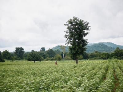 Senegal Agroforestry