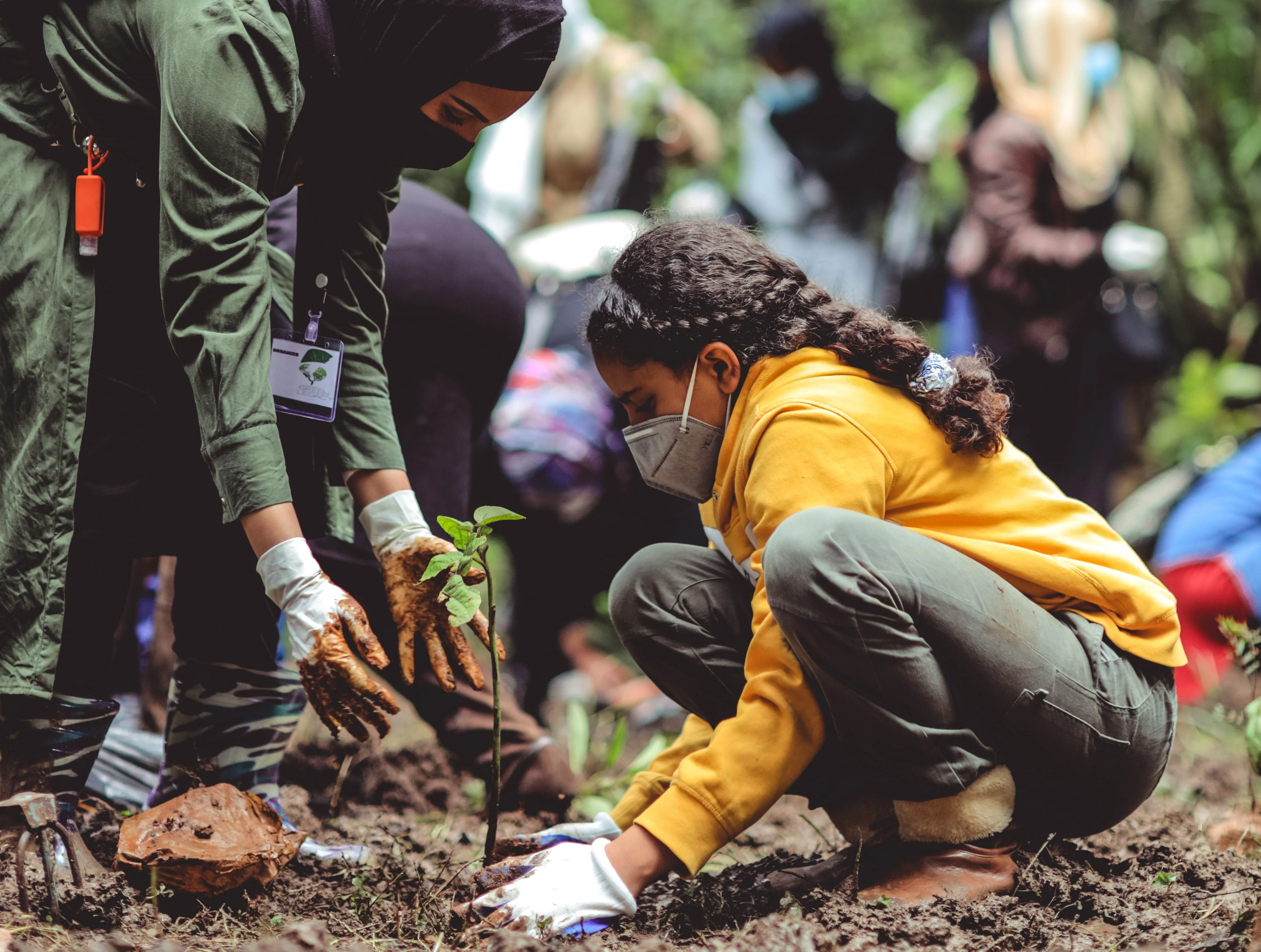 planting